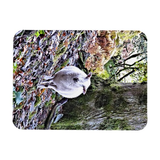 KUSTSCHAPEN MAGNEET (Horizontaal)