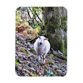 KUSTSCHAPEN MAGNEET (Verticaal)