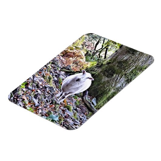 KUSTSCHAPEN MAGNEET (Linkerzijde)