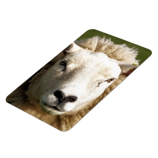 KUSTSCHAPEN MAGNEET (Linkerzijde)