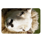 KUSTSCHAPEN MAGNEET (Horizontaal)