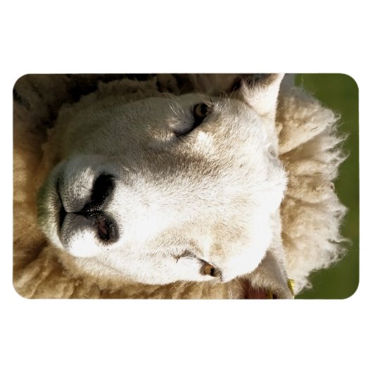 KUSTSCHAPEN MAGNEET (Horizontaal)