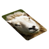 KUSTSCHAPEN MAGNEET (Rechterzijde)