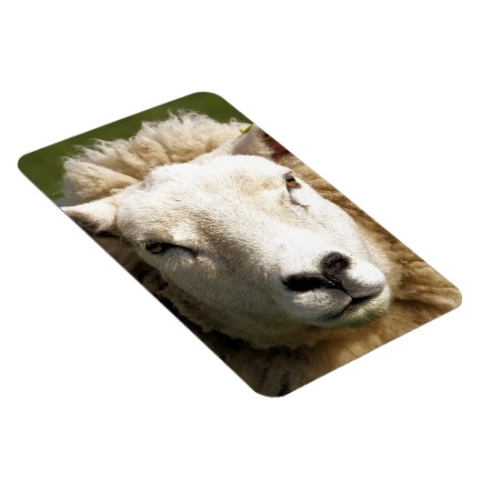 KUSTSCHAPEN MAGNEET (Rechterzijde)