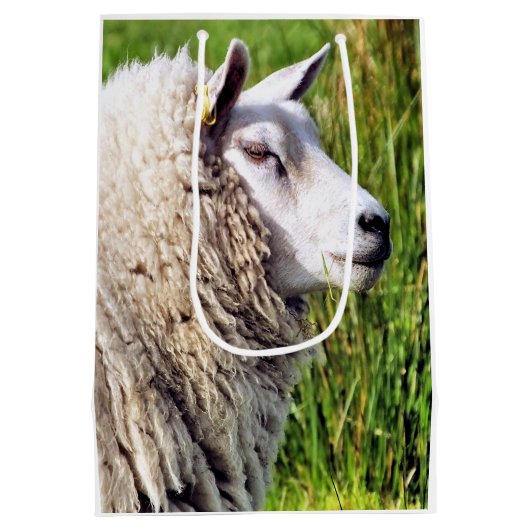 KUSTSCHAPEN MEDIUM CADEAUZAKJE (Achterkant)