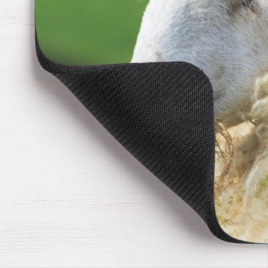 KUSTSCHAPEN MUISMAT (Hoek)