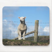 KUSTSCHAPEN MUISMAT (Voorkant)