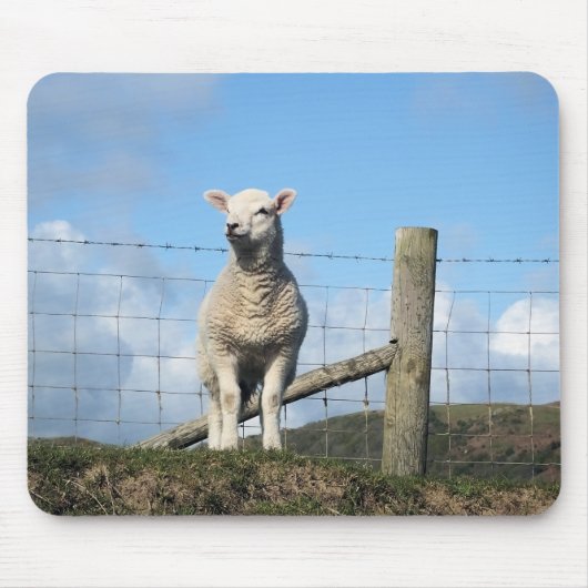 KUSTSCHAPEN MUISMAT (Voorkant)