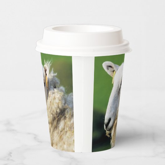 KUSTSCHAPEN PAPIEREN BEKERS (Rechts)