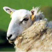 KUSTSCHAPEN PAPIEREN BORDJE