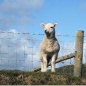 KUSTSCHAPEN PAPIEREN BORDJE