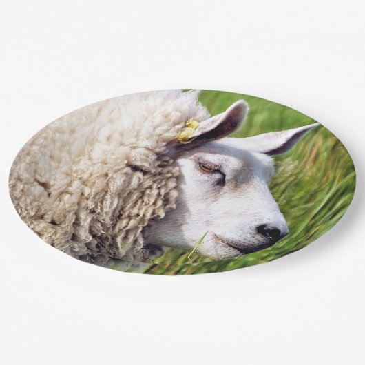 KUSTSCHAPEN PAPIEREN BORDJE (Gekanteld)