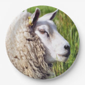 KUSTSCHAPEN PAPIEREN BORDJE (Voorkant)