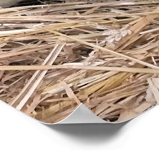 KUSTSCHAPEN POSTER (Hoek)