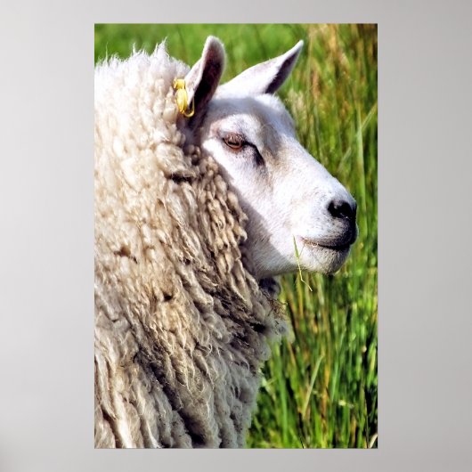 KUSTSCHAPEN POSTER (Voorkant)