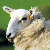 KUSTSCHAPEN RECHTHOEKIGE STICKER