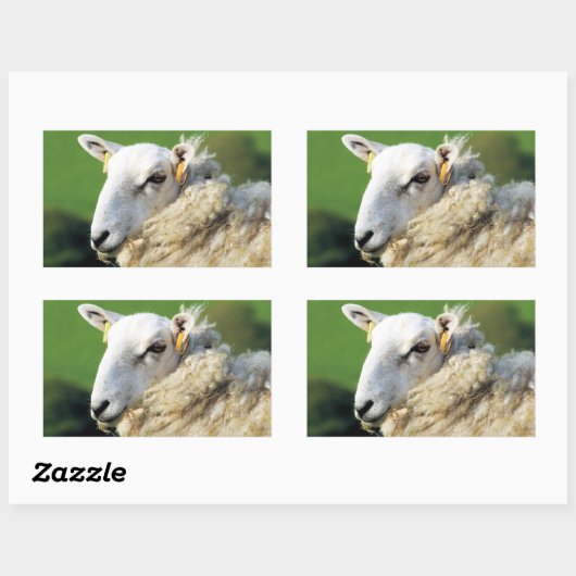 KUSTSCHAPEN RECHTHOEKIGE STICKER (Vel)