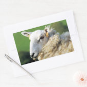 KUSTSCHAPEN RECHTHOEKIGE STICKER (Envelop)