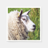 KUSTSCHAPEN SERVET (Voorkant)