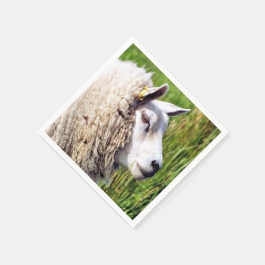 KUSTSCHAPEN SERVET (Hoek)