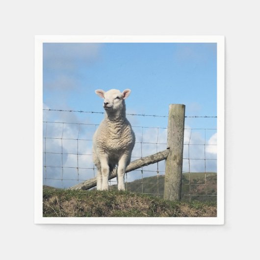 KUSTSCHAPEN SERVET (Voorkant)