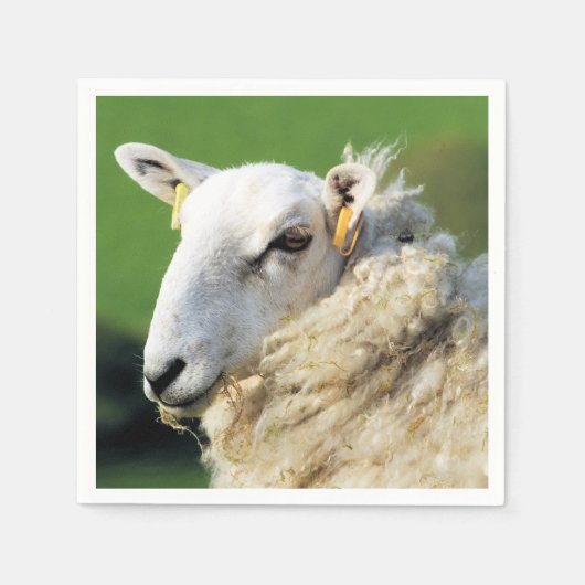 KUSTSCHAPEN SERVET (Voorkant)