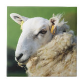 KUSTSCHAPEN TEGELTJE (Voorkant)