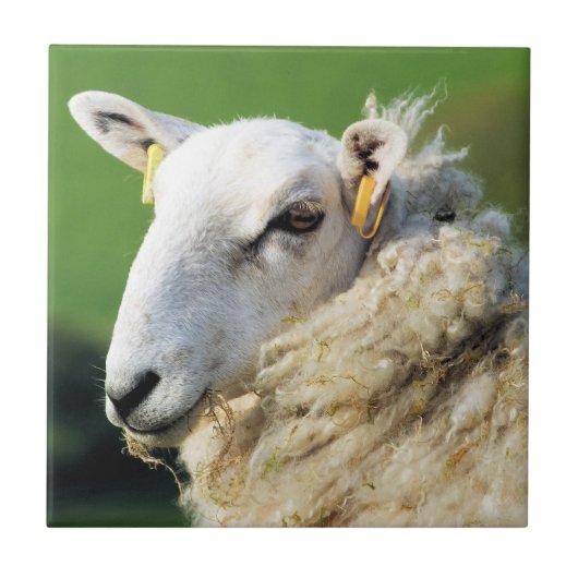 KUSTSCHAPEN TEGELTJE (Voorkant)