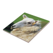 KUSTSCHAPEN TEGELTJE (Zijkant)