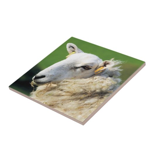 KUSTSCHAPEN TEGELTJE (Zijkant)