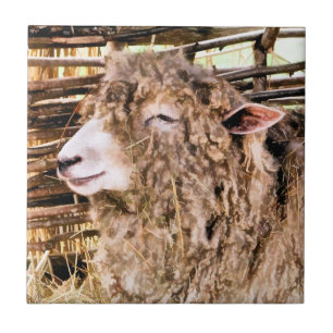 KUSTSCHAPEN TEGELTJE