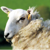 KUSTSCHAPEN TEGELTJE