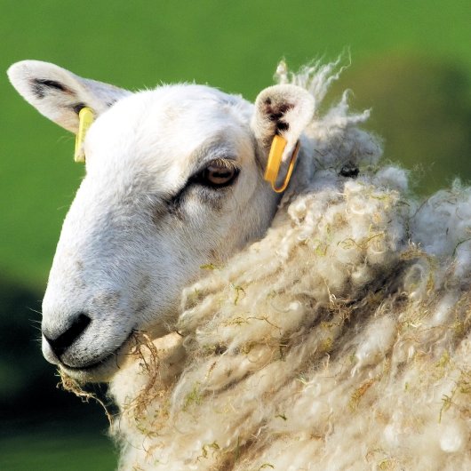 KUSTSCHAPEN TEGELTJE