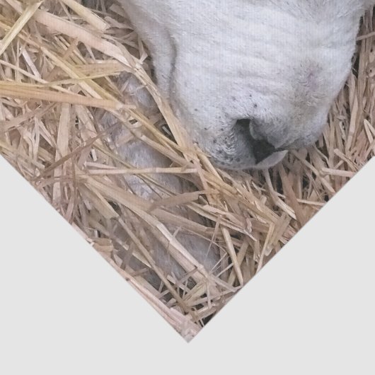 KUSTSCHAPEN TISSUEPAPIER (Detail)