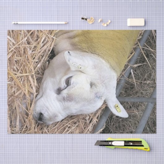 KUSTSCHAPEN TISSUEPAPIER