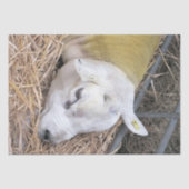 KUSTSCHAPEN TISSUEPAPIER (Voorkant)