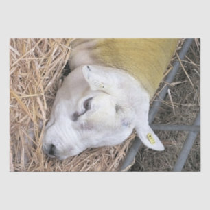 KUSTSCHAPEN TISSUEPAPIER
