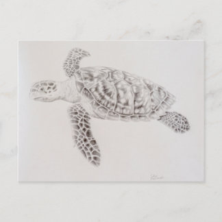 Kustschildpad voor Zee Briefkaart