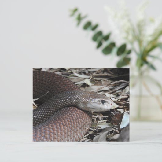 KustTaipan Briefkaart (Staand voorkant)