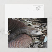 KustTaipan Briefkaart (Voorkant / Achterkant)