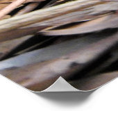 KustTaipan Poster (Hoek)