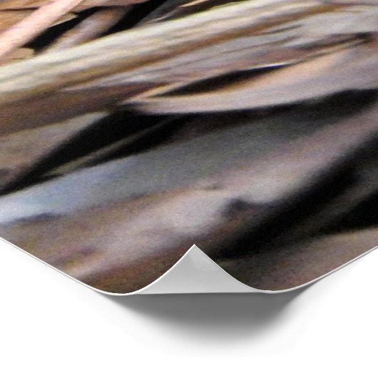 KustTaipan Poster (Hoek)