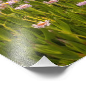 kustveer foto afdruk (Hoek)