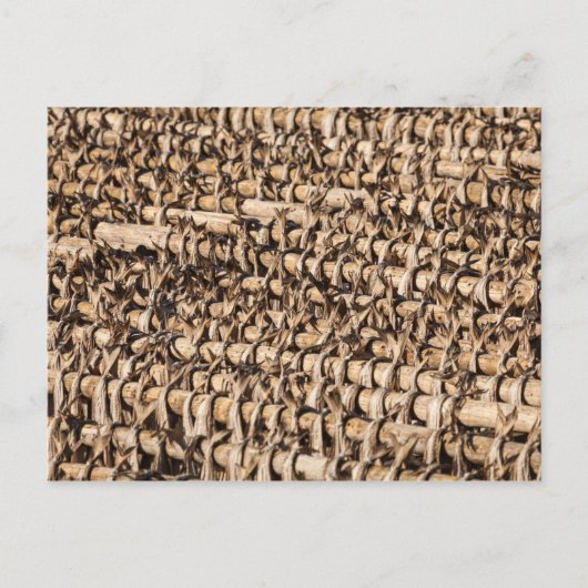 Kustvis Briefkaart (Voorkant)