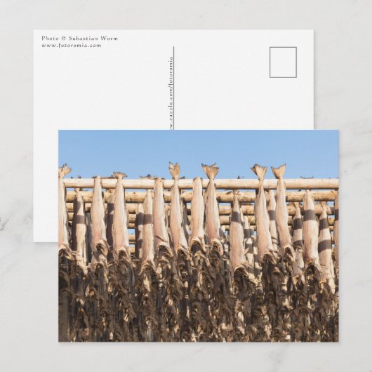 Kustvis Lofoten Briefkaart (Voorkant / Achterkant)
