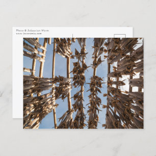 Kustvis Lofoten Eilanden Noorwegen Briefkaart