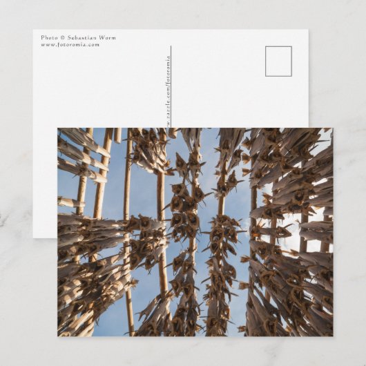 Kustvis Lofoten Eilanden Noorwegen Briefkaart (Voorkant / Achterkant)