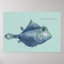 Kustvis -  tropische vis poster