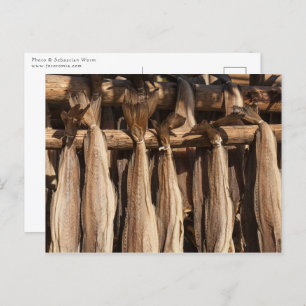 Kustvis van Noorwegen Briefkaart