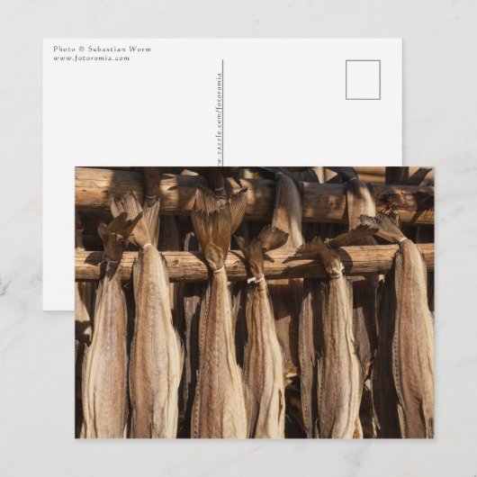 Kustvis van Noorwegen Briefkaart (Voorkant / Achterkant)